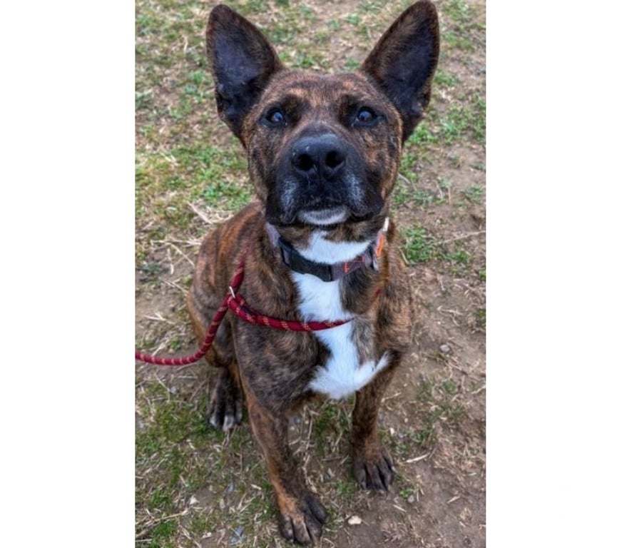 Don animaux Hérault Beziers - 34500 - Photos Vivastreet FLINN, chien type cane corso 2 ans non lof DON LIBRE SAUVETA