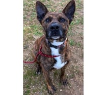 FLINN, chien type cane corso 2 ans non lof DON LIBRE SAUVETA