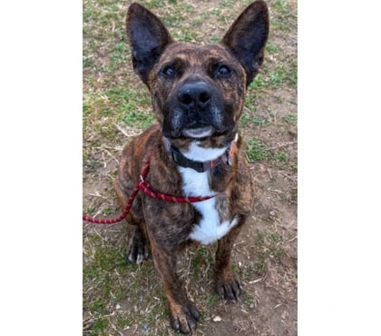 Don animaux Beziers Hérault - Photos Vivastreet FLINN, chien type cane corso 2 ans non lof DON LIBRE SAUVETA