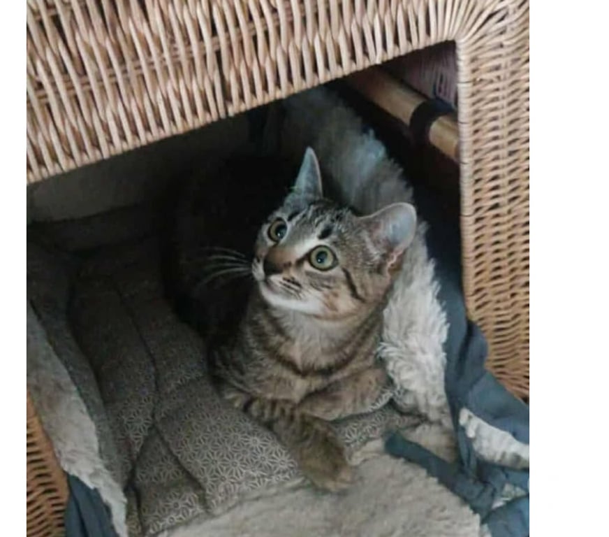 Don animaux Aude Carcassonne - Photos Vivastreet Adèle chaton femelle 2 mois adoprable cherche famille