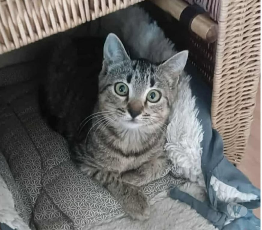 Don animaux Aude Carcassonne - Photos Vivastreet Adèle chaton femelle 2 mois adoprable cherche famille