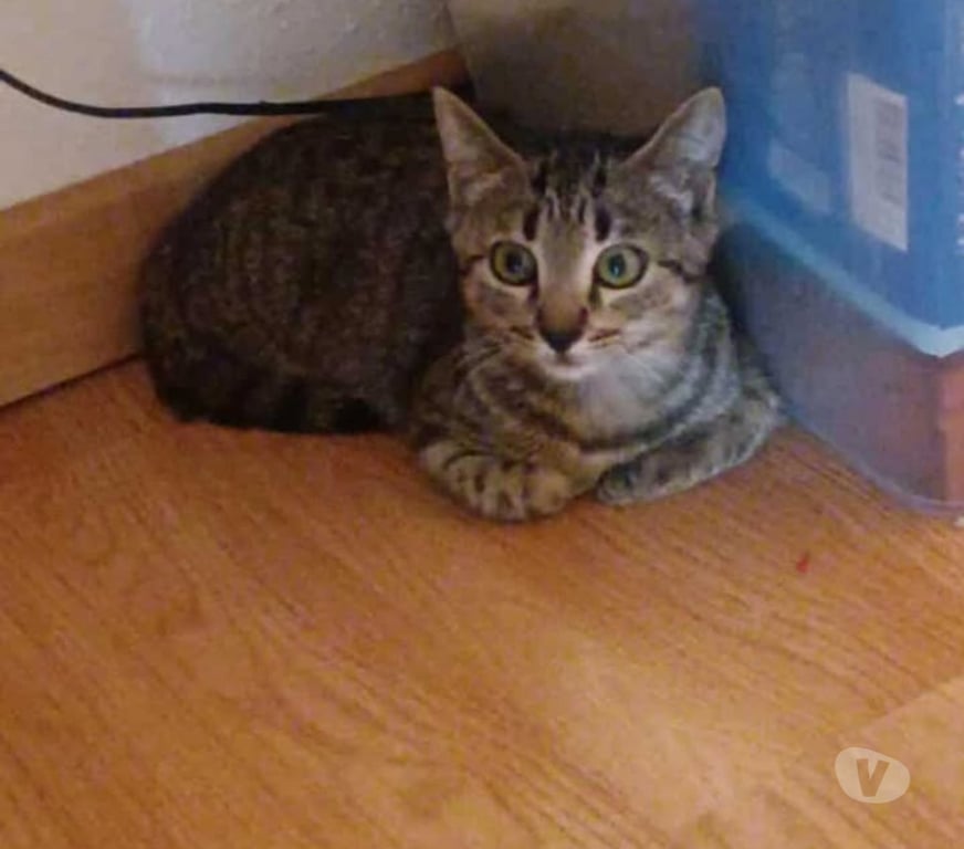 Don animaux Aude Carcassonne - Photos Vivastreet Adèle chaton femelle 2 mois adoprable cherche famille