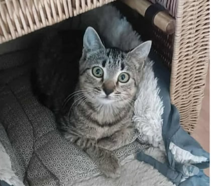 Adoption animaux Carcassonne Carcassonne - Photos Vivastreet Adèle chaton femelle 2 mois adoprable cherche famille