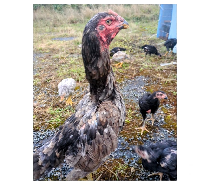 Vente Charente-Maritime Surgeres - 17700 - Photos Vivastreet Coq et poule o shamo