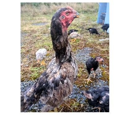 Vente animaux Surgeres Charente-Maritime - Photos Vivastreet Coq et poule o shamo