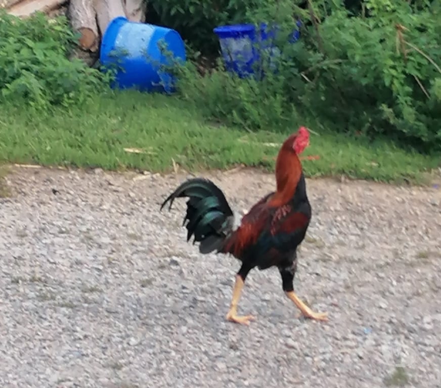 Vente Nièvre Decize - 58300 - Photos Vivastreet Jeune coq type anglais