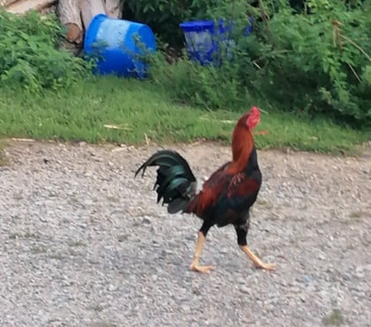 Vente animaux Decize Nièvre - Photos Vivastreet Jeune coq type anglais