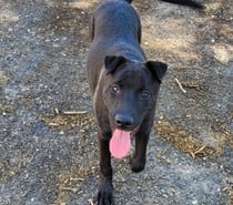 BANZAI, chien type shar pei, 1 an non lof