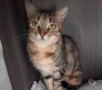 VALDA, chatte tigrée 4 ans type européenne non lof