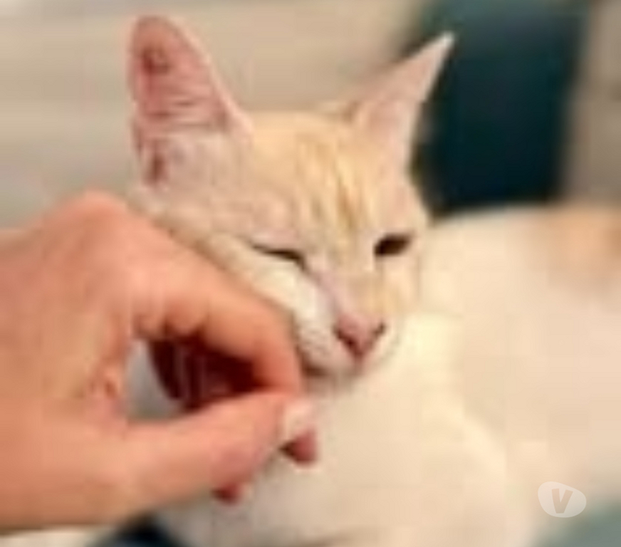 Don animaux Drôme Pierrelatte - 26700 - Photos Vivastreet Chat RAYLA à l adoption