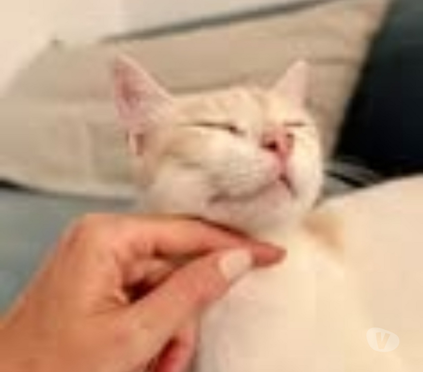 Don animaux Drôme Pierrelatte - 26700 - Photos Vivastreet Chat RAYLA à l adoption