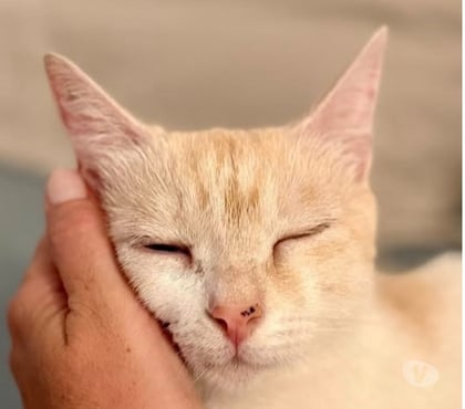 Adoption animaux Pierrelatte Drôme - Photos Vivastreet Chat RAYLA à l adoption