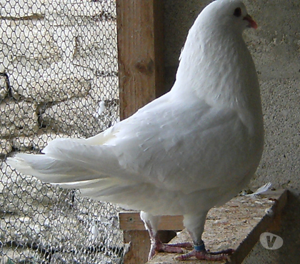 Vente animaux Bagneaux sur Loing Seine-et-Marne - Photos Vivastreet Pigeons de chair
