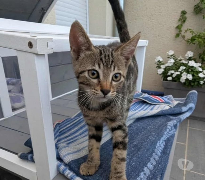 Don animaux Drôme Montchenu - 26350 - Photos Vivastreet Chat CHAUSSETTE à l adoption