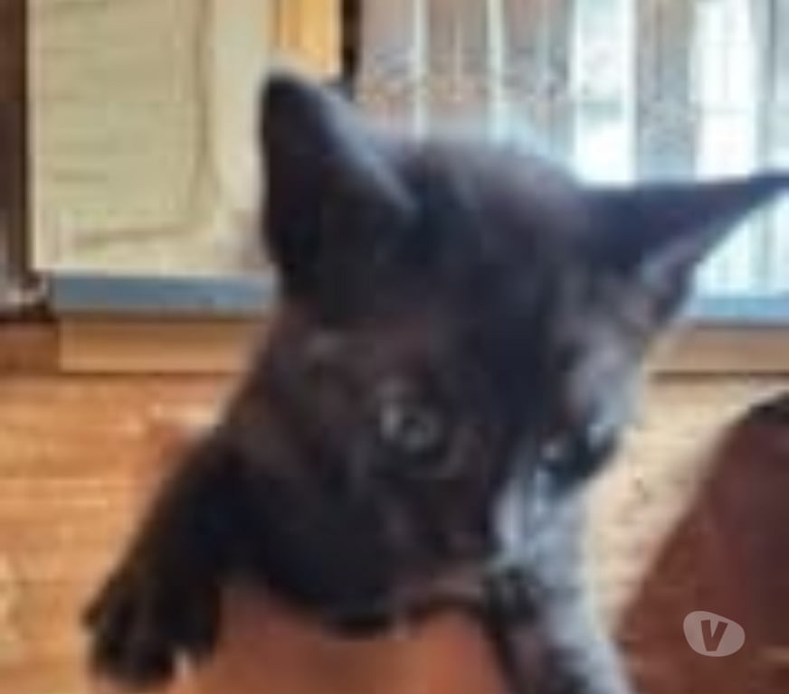 Don animaux Drôme Montchenu - 26350 - Photos Vivastreet Chat ALFRED à l adoption
