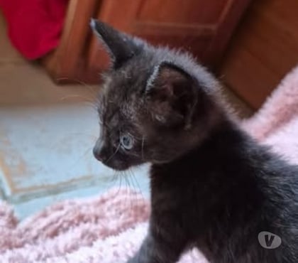 Don animaux Montchenu Drôme - Photos Vivastreet Chat ALFRED à l adoption