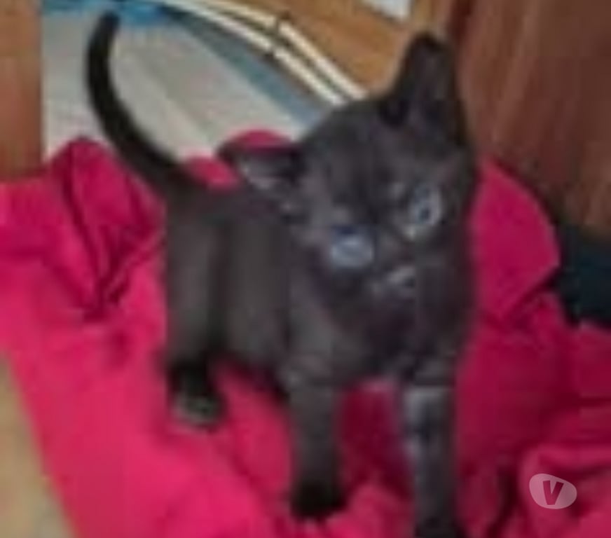 Don animaux Drôme Montchenu - 26350 - Photos Vivastreet Chat ALBATOR à l adoption