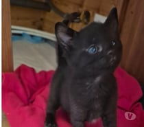 Chat ALBATOR à l adoption