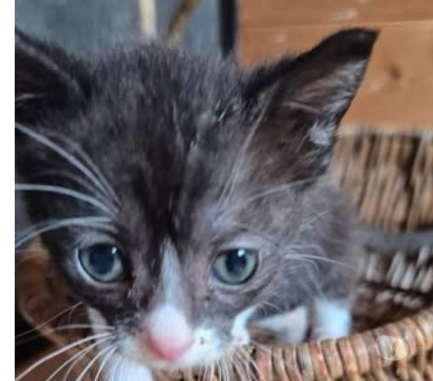 Don animaux Drôme Montchenu - 26350 - Photos Vivastreet Chat ANATOLE à l adoption