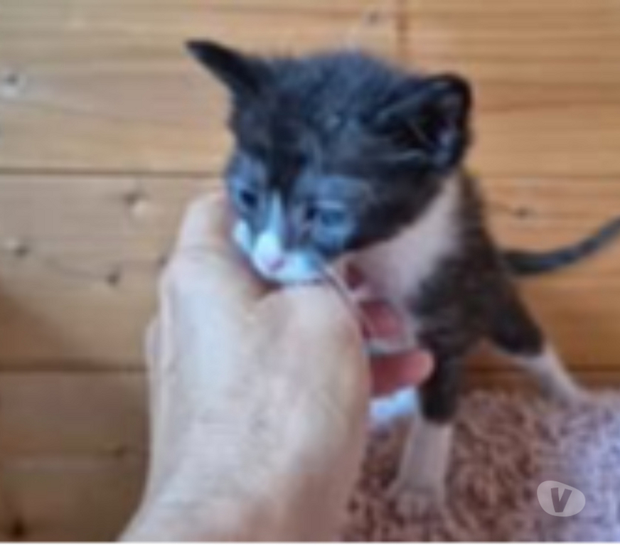 Don animaux Drôme Montchenu - 26350 - Photos Vivastreet Chat ANATOLE à l adoption