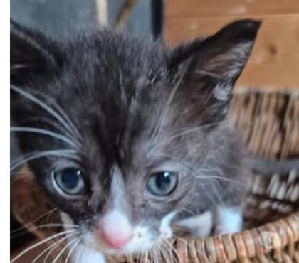 Adoption animaux Montchenu Drôme - Photos Vivastreet Chat ANATOLE à l adoption