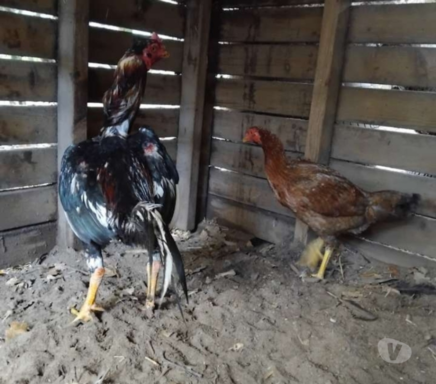 Vente Gironde St Ciers sur Gironde - 33820 - Photos Vivastreet Couple reproducteur pur américain