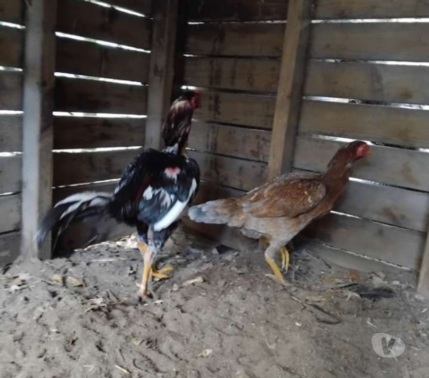 Vente Gironde St Ciers sur Gironde - 33820 - Photos Vivastreet Couple reproducteur pur américain