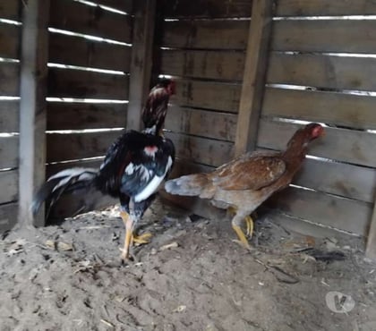Vente animaux St Ciers sur Gironde Gironde - Photos Vivastreet Couple reproducteur pur américain