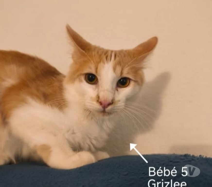 Don animaux Vaucluse Jonquieres - 84150 - Photos Vivastreet Chat GRIZLEE à l adoption