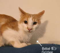 Chat GRIZLEE à l adoption
