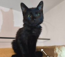 Chat LUNA à l adoption