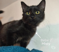 Chat MITSY à l adoption