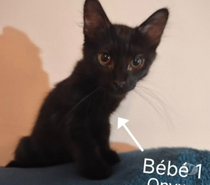Chat ONYX à l adoption