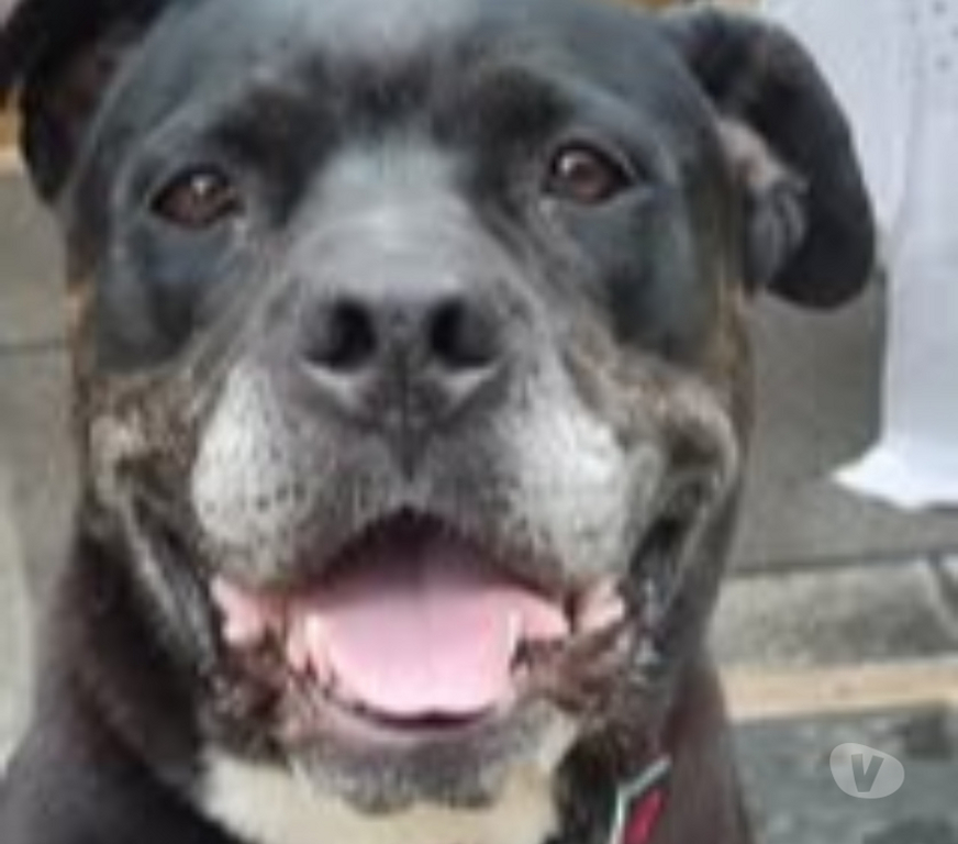 Don animaux Isère Roussillon - 38150 - Photos Vivastreet Chien ROXY à l adoption