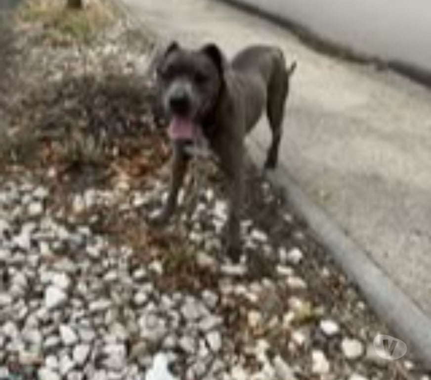 Don animaux Drôme Valence - 26000 - Photos Vivastreet Chien GUN à l adoption