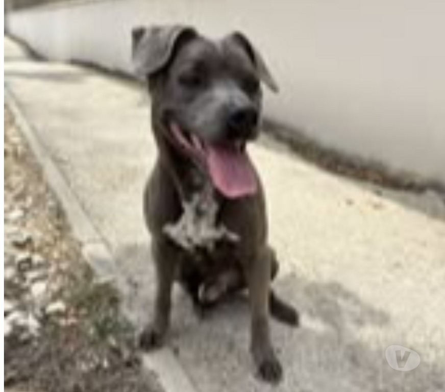 Don animaux Drôme Valence - 26000 - Photos Vivastreet Chien GUN à l adoption