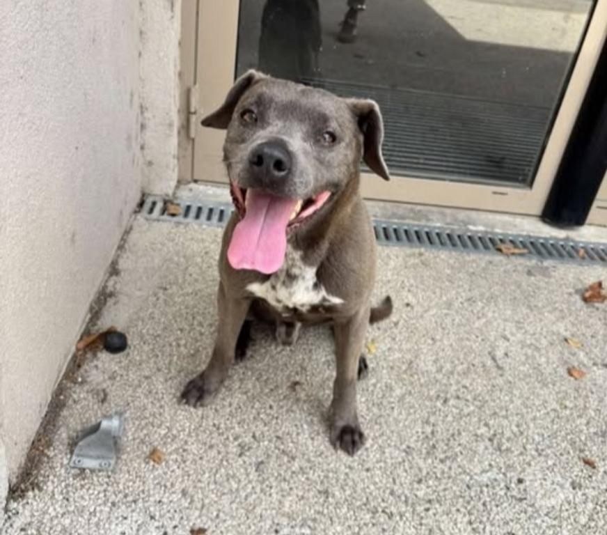 Don animaux Drôme Valence - 26000 - Photos Vivastreet Chien GUN à l adoption