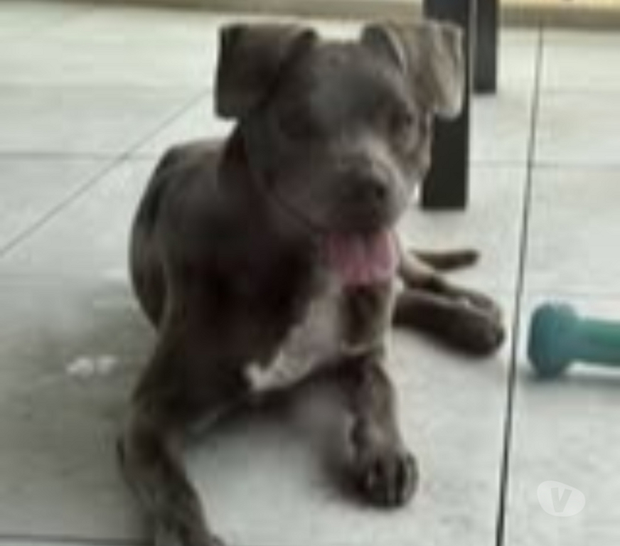 Don animaux Drôme Valence - 26000 - Photos Vivastreet Chien GUN à l adoption