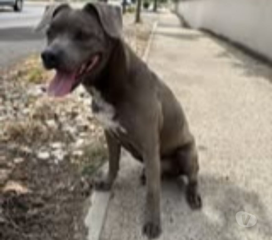 Don animaux Drôme Valence - 26000 - Photos Vivastreet Chien GUN à l adoption