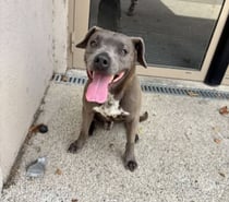 Chien GUN à l adoption