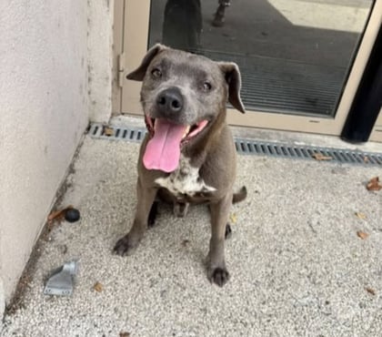 Don animaux Valence Drôme - Photos Vivastreet Chien GUN à l adoption
