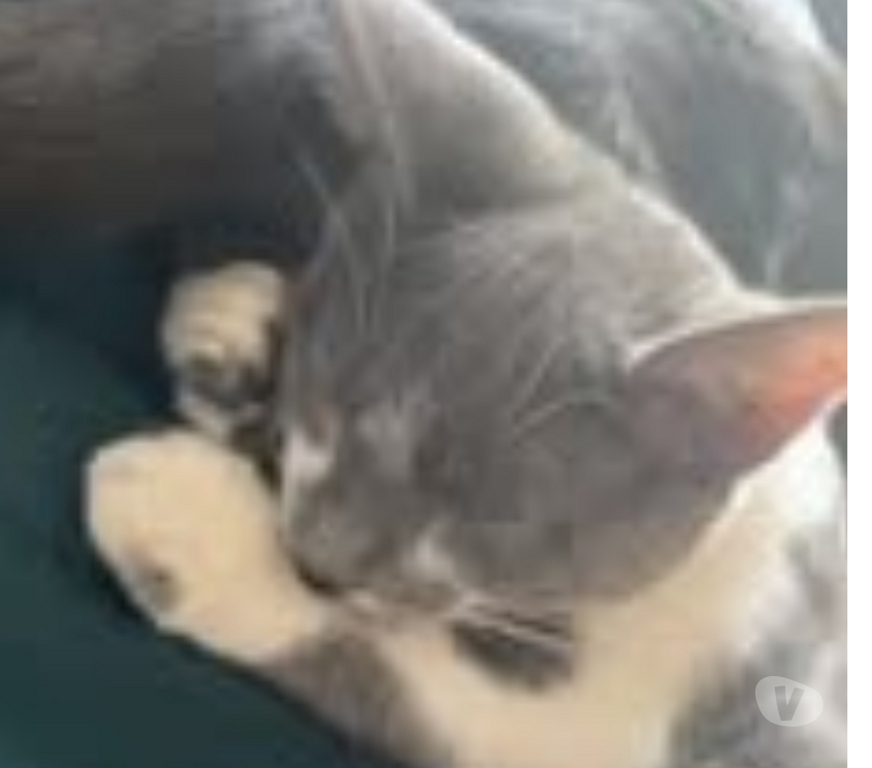 Don animaux Ardèche Privas - 07000 - Photos Vivastreet Chat GIPSYetPOE à l adoption