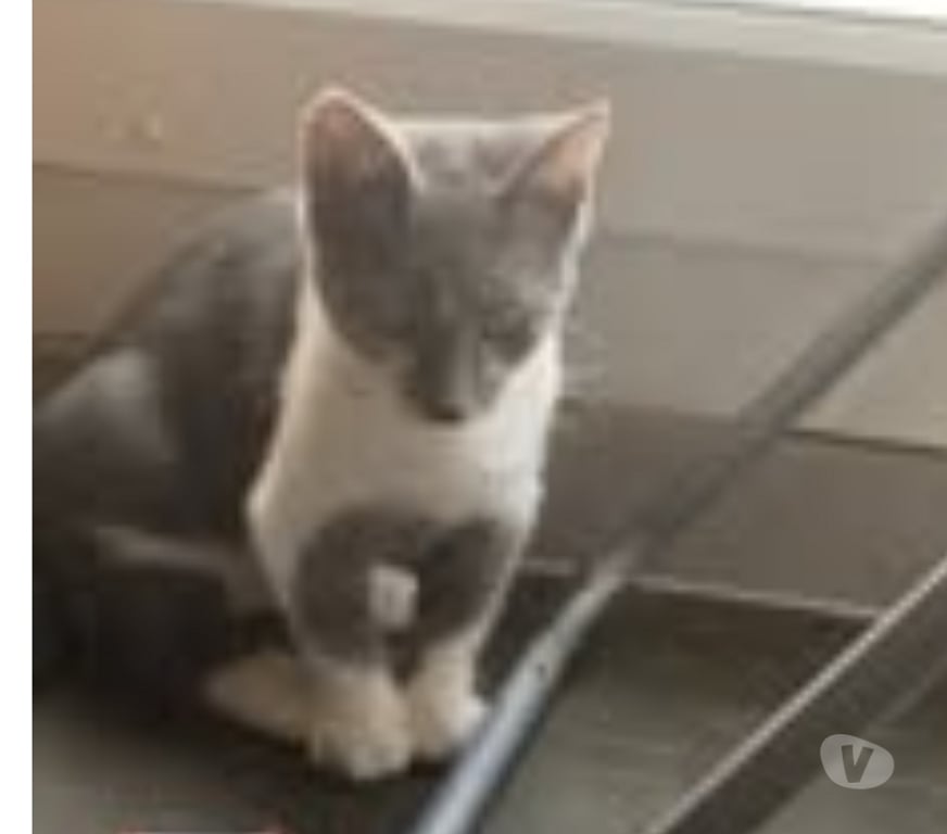Don animaux Ardèche Privas - 07000 - Photos Vivastreet Chat GIPSYetPOE à l adoption