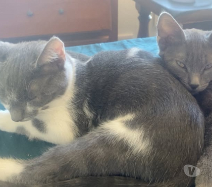 Adoption animaux Privas Ardèche - Photos Vivastreet Chat GIPSYetPOE à l adoption