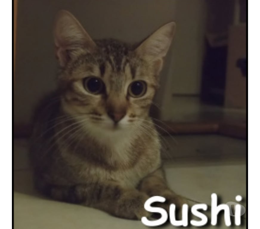 Don animaux Rhône Lyon - Photos Vivastreet SUSHI, minette à adopter