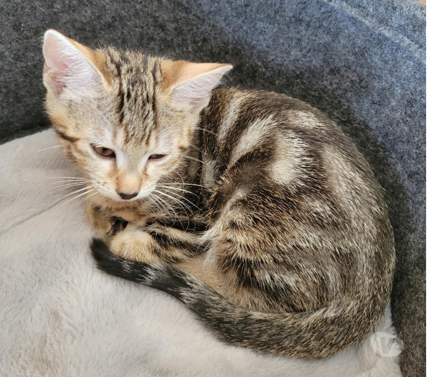 Don animaux Rhône Lyon - Photos Vivastreet ARLO, chaton joueur et câlin