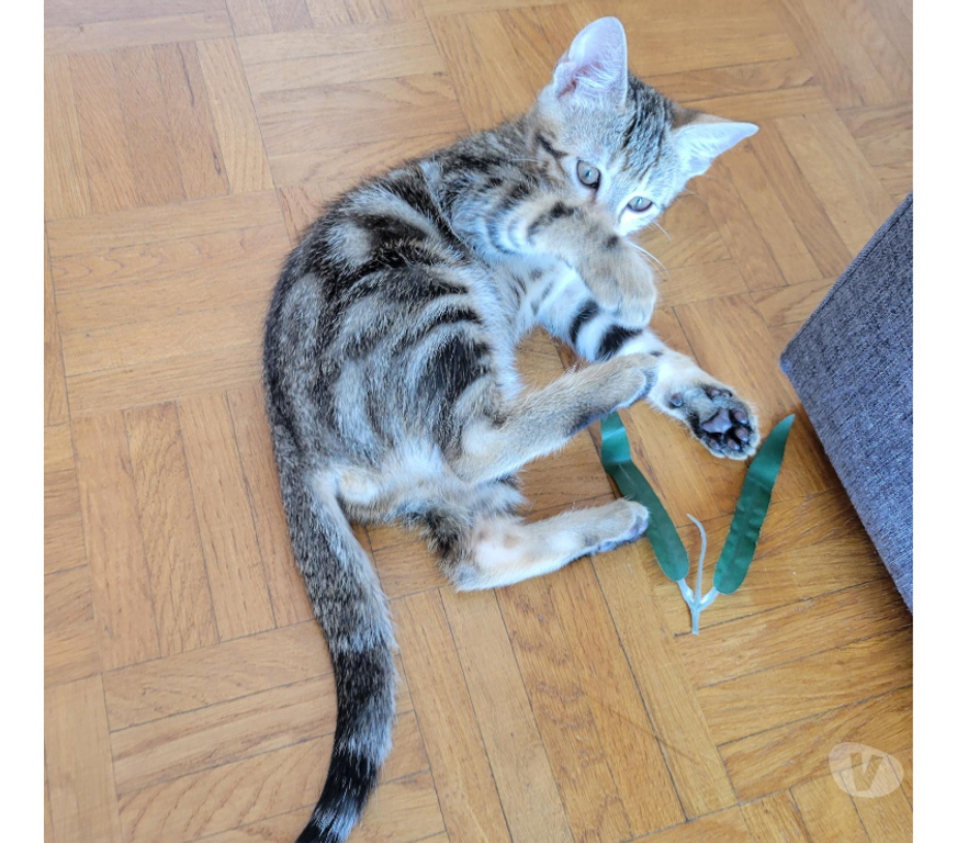 Don animaux Rhône Lyon - Photos Vivastreet ARLO, chaton joueur et câlin
