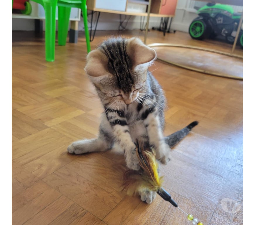 Don animaux Rhône Lyon - Photos Vivastreet ARLO, chaton joueur et câlin