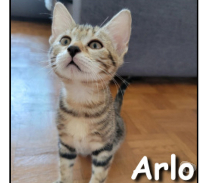 Adoption animaux Lyon Lyon - Photos Vivastreet ARLO, chaton joueur et câlin
