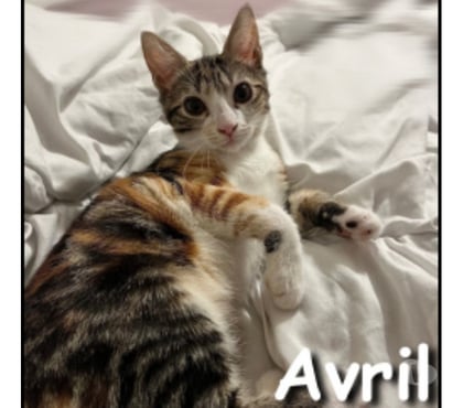 Don animaux Lyon Lyon - Photos Vivastreet AVRIL, chatonne belle et pleine de vie